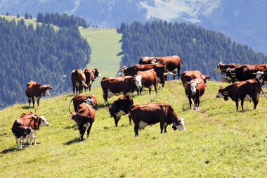 Alpine landscape with cows clipart