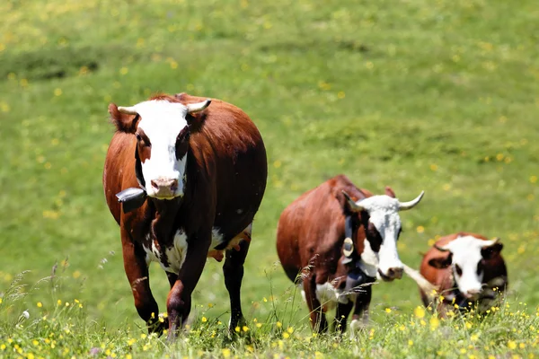 Tres vacas alpinas — Foto de Stock