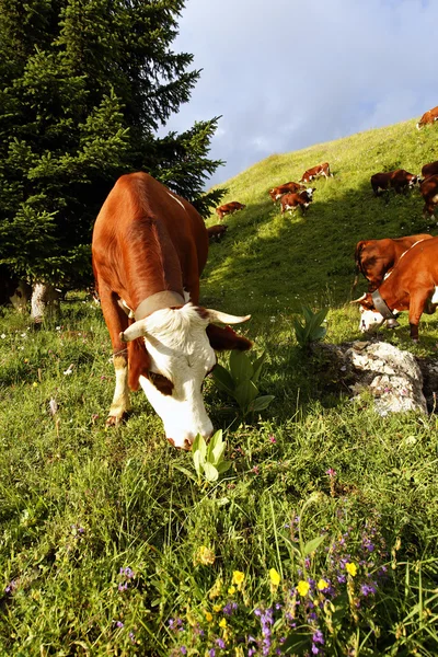 Hegyi tehenek tavasszal Franciaországban — Stock Fotó