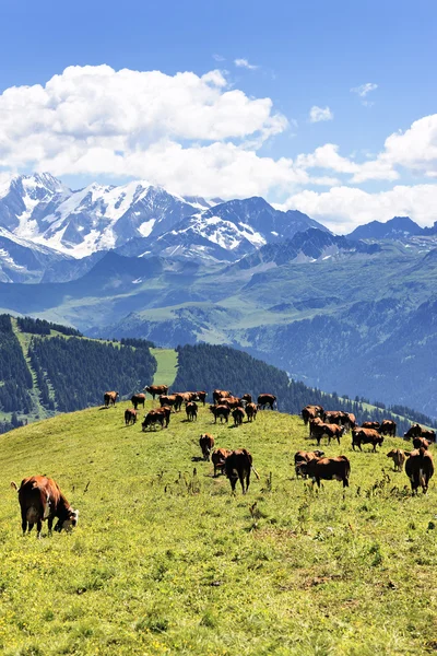 Альпійський пейзаж і корови — стокове фото