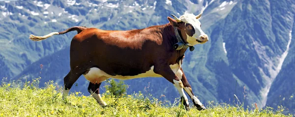 Безумная корова — стоковое фото