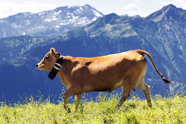Alpint landskap och brun ko — Stockfoto