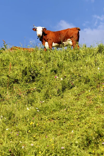 Avec vache et herbe verte — Photo