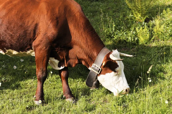 Vacas alpinas de montaña comiendo hierba — Foto de Stock