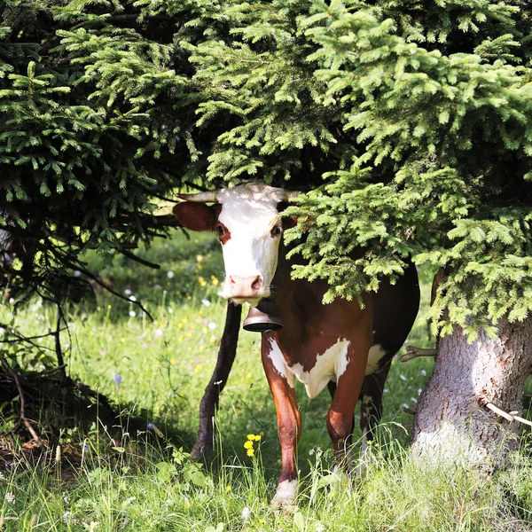 La vaca bajo el abeto — Foto de Stock