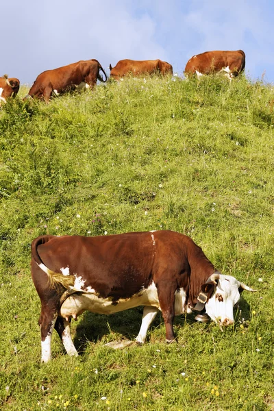 Корова и зелёная трава во Франции — стоковое фото