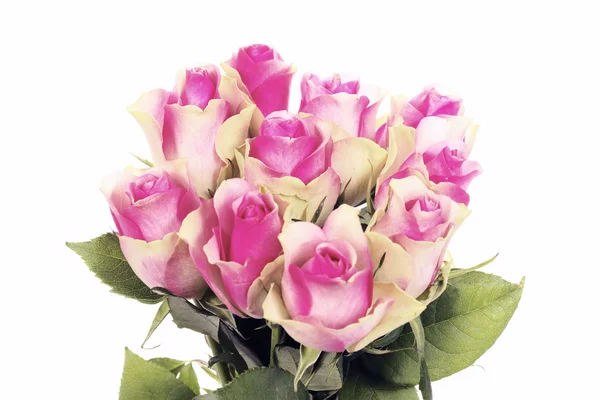 Deset růžové růže — Stock fotografie