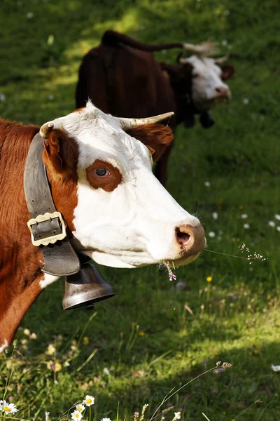 Retrato de vaca alpina con campana —  Fotos de Stock