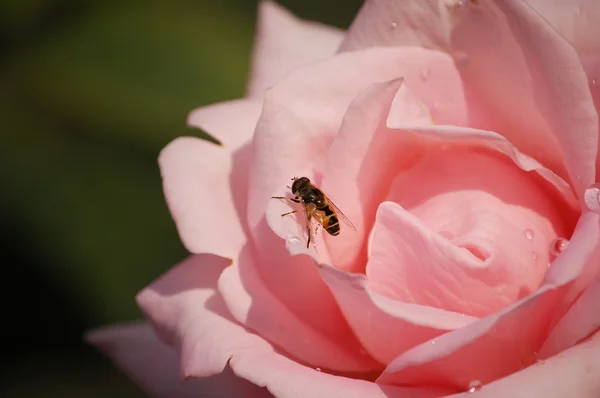 Пчела на розе — стоковое фото