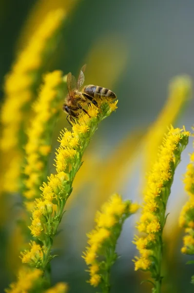 Bee on Yellow Flowers — Stock Photo, Image