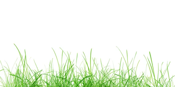 绿草草甸 — 图库照片