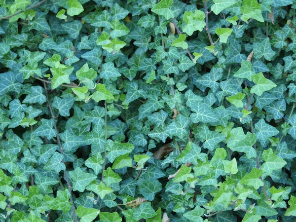 Ivy leaves — Stock Photo, Image