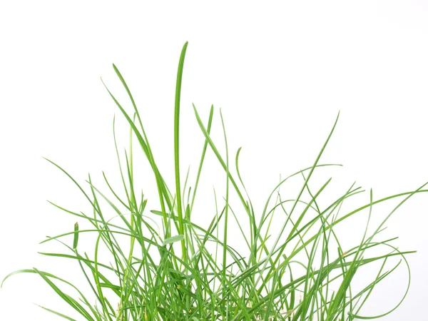 녹색 잔디 초원 — 스톡 사진