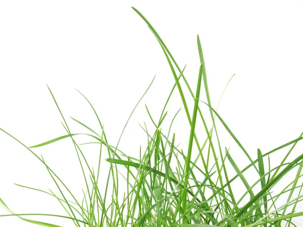 Зеленый травяной луг — стоковое фото