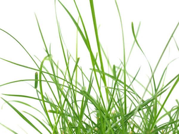 Grüne Graswiese — Stockfoto