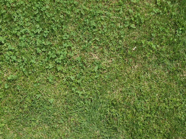 Луговая трава — стоковое фото