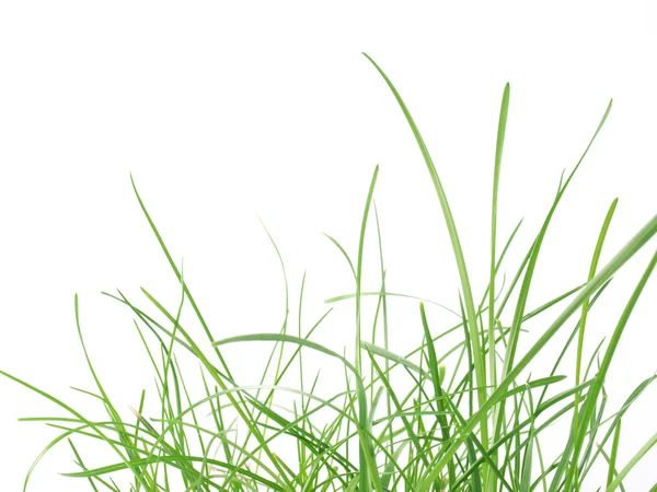 Prado de grama verde — Fotografia de Stock