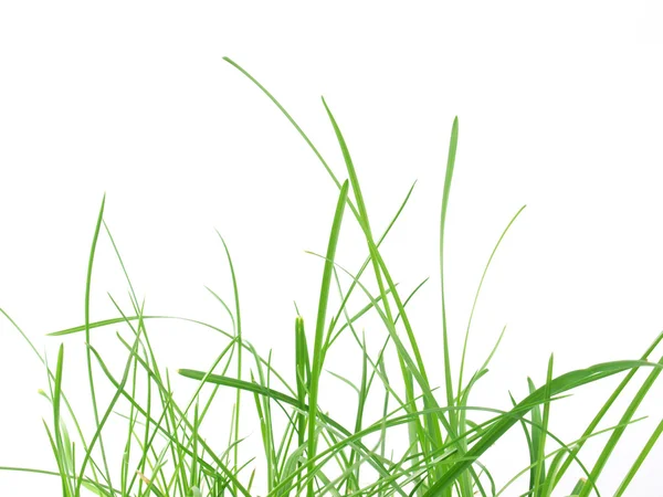Grönt gräs äng — Stockfoto