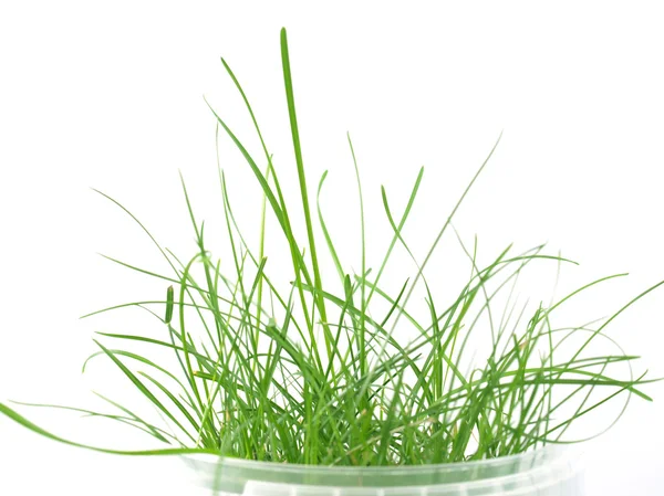 Trawa zielony łąka — Zdjęcie stockowe
