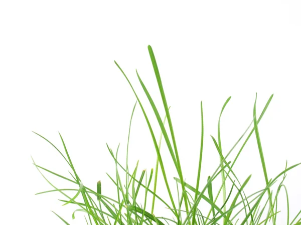 Зеленый травяной луг — стоковое фото