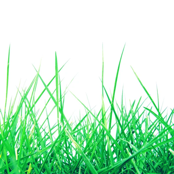 Çim çayır otu — Stok fotoğraf
