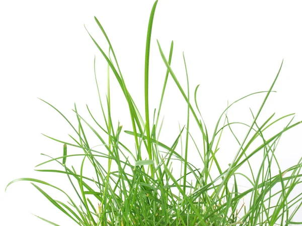 Grönt gräs äng — Stockfoto