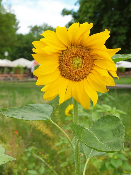 Sunflower flower — Stock Photo, Image