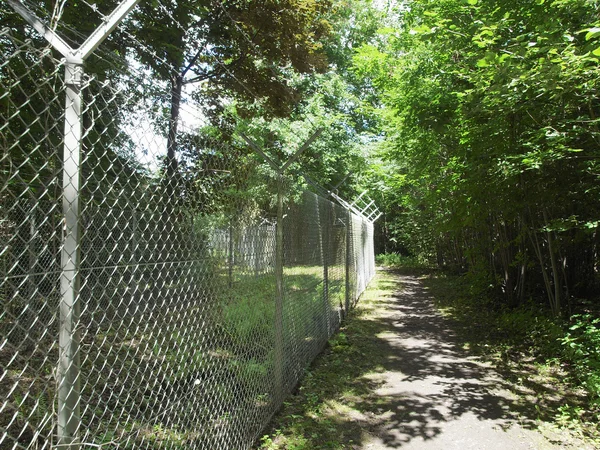 stock image Forest of trees