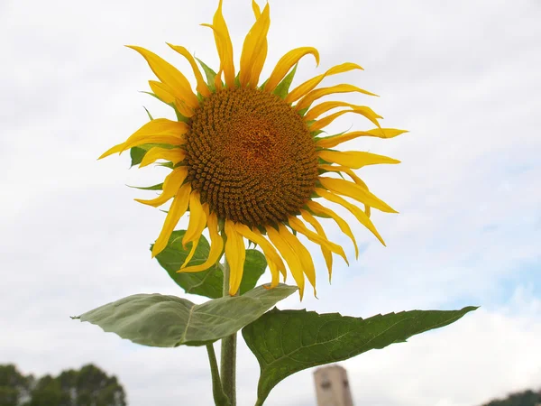 Zonnebloem bloem — Stockfoto