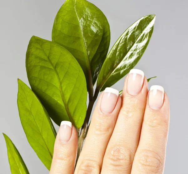 Piękne dłonie z Francuski manicure paznokcie — Zdjęcie stockowe