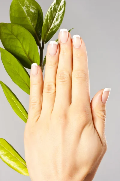Belles mains avec des ongles de manucure français — Photo