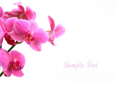 Pink orchid flowers over white with copyspace clipart