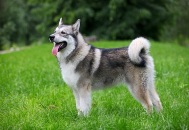 Genç alaskan malamute