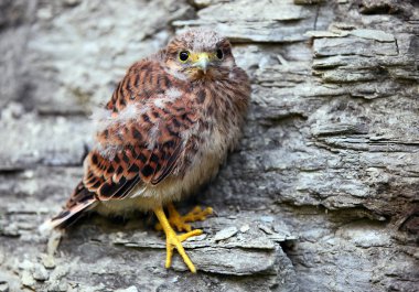 Young common kestrel sitting on a rock clipart