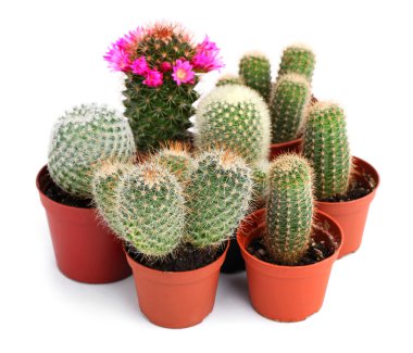 Collection of cactuses in a pot, over white background clipart