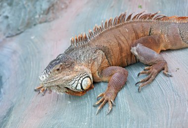 bir stoune üzerinde yeşil iguana