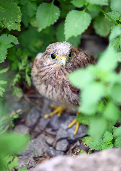 Baby common kestrel hiding on the ground among plants