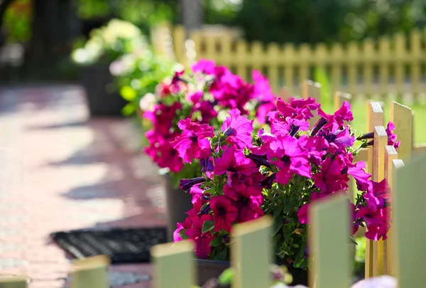 Petunia flowers on a decorative fence in a front yard