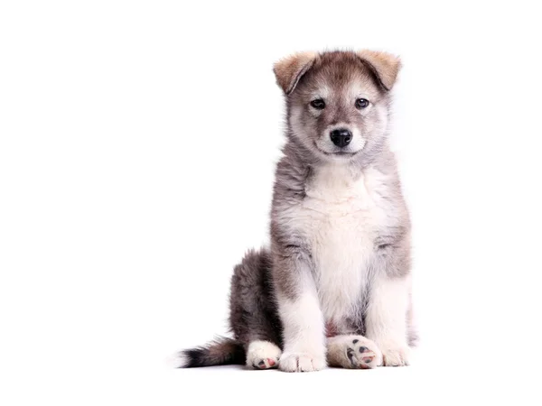 Beyaz bir arka plana dayanır Ah malamute köpek yavrusu — Stok fotoğraf