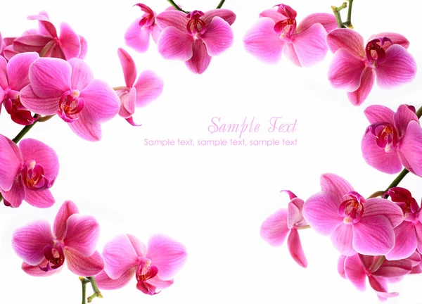 Flores rosa da orquídea isoladas sobre branco com copyspace — Fotografia de Stock