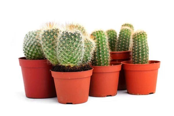 stock image Collection of cactuses in a pot, over white background