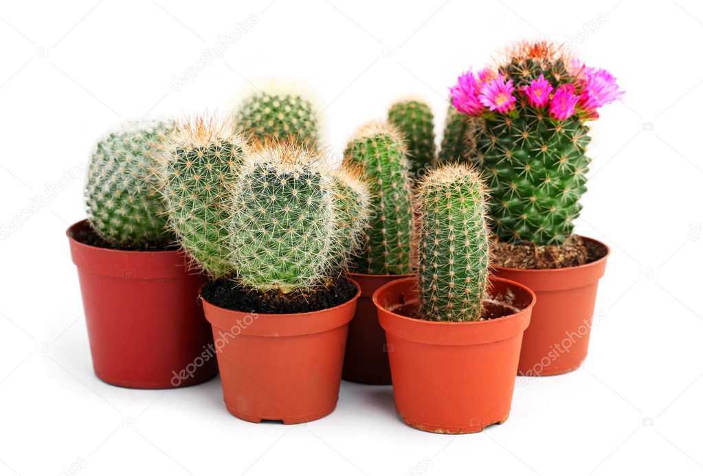 Collection of cactuses in a pot, over white background