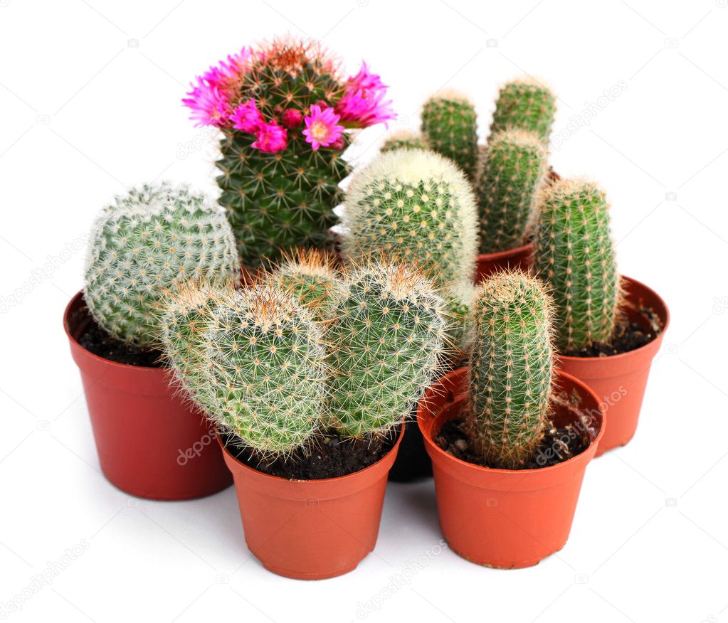 Collection of cactuses in a pot, over white background