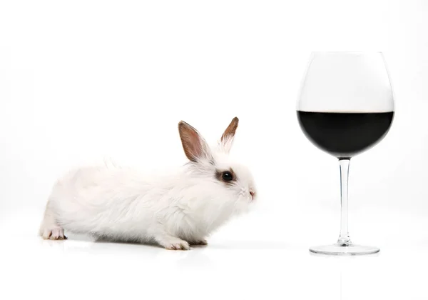 Λευκό κουνέλι φανταχτερό και ποτήρι κόκκινο κρασί στο λευκό φόντο — Φωτογραφία Αρχείου