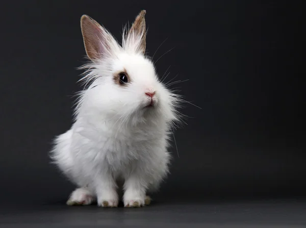 White domestic baby-rabbit on the black background in the studio — Stock Photo, Image