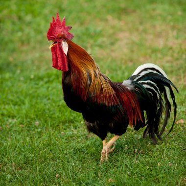 Rooster - cock on a grass clipart