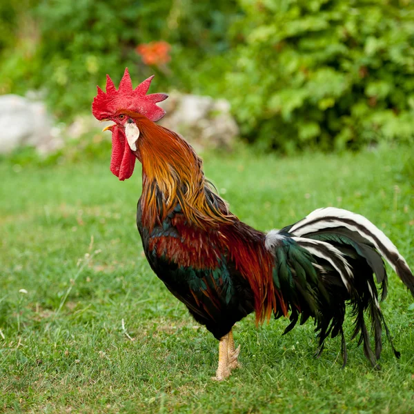 El gallo - la polla sobre la hierba — Foto de Stock