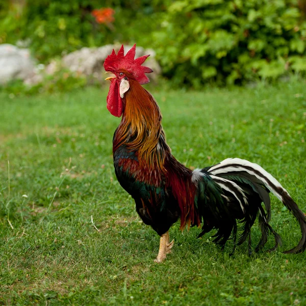 El gallo - la polla sobre la hierba — Foto de Stock