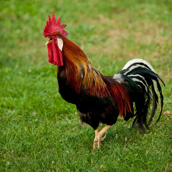 公鸡-草地上的公鸡 — 图库照片