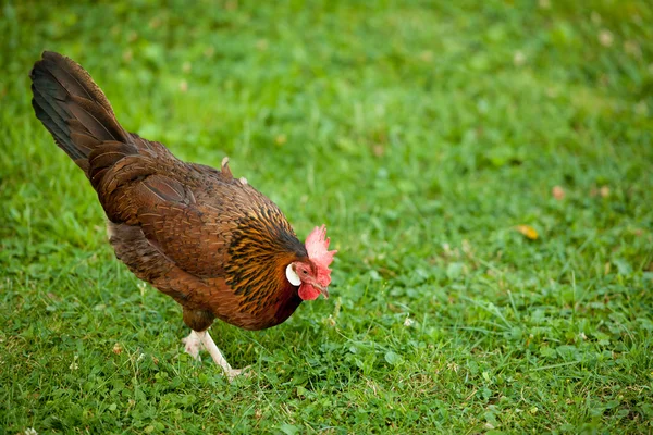 Hens in the farm — Stock Photo, Image